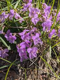 Attēlu rezultāti vaicājumam “Viola hirta flower”