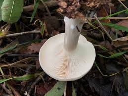 Attēlu rezultāti vaicājumam “Clitocybe nebularis”