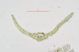 Attēlu rezultāti vaicājumam “Pleuridium subulatum”