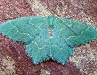 Attēlu rezultāti vaicājumam “Hemithea aestivaria”