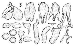 Attēlu rezultāti vaicājumam “Basidiodendron”