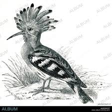 Attēlu rezultāti vaicājumam “Upupa epops”