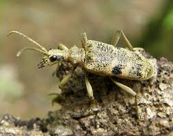 Attēlu rezultāti vaicājumam “Rhagium mordax”