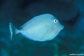 Image result for Naso unicornis