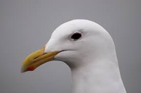 Image result for Wigan Seagulls