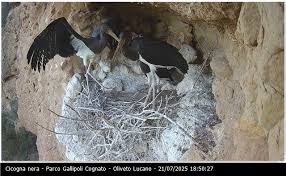 Attēlu rezultāti vaicājumam “Ciconia nigra nest”