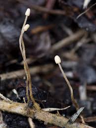 Attēlu rezultāti vaicājumam “Heyderia pusilla”