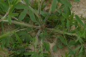 Attēlu rezultāti vaicājumam “Trifolium arvense leaf”