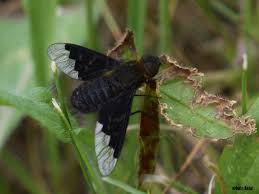 Attēlu rezultāti vaicājumam “Hemipenthes morio”
