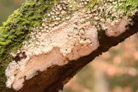 Attēlu rezultāti vaicājumam “Basidioradulum radula”