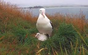 Image result for albatross dead chick