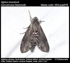 Attēlu rezultāti vaicājumam “Agrius convolvuli”