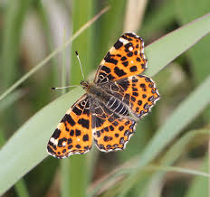 Attēlu rezultāti vaicājumam “Araschnia levana larva”