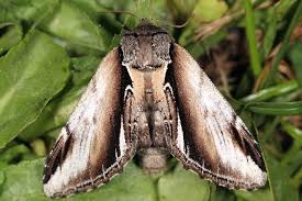 Attēlu rezultāti vaicājumam “Pheosia gnoma”