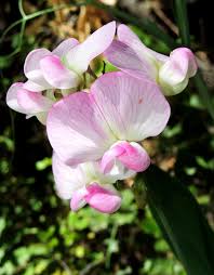 Attēlu rezultāti vaicājumam “Lathyrus latifolius”