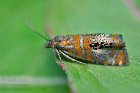 Attēlu rezultāti vaicājumam “Olethreutes arcuella”