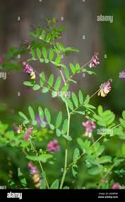 Attēlu rezultāti vaicājumam “Vicia pisiformis”