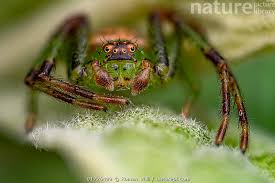 Attēlu rezultāti vaicājumam “Diaea dorsata”