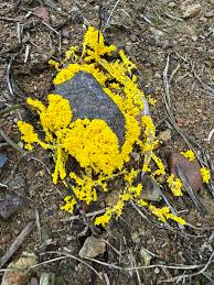 Attēlu rezultāti vaicājumam “Ophiotheca chrysosperma sessile”