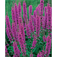 Image result for Blutweiderich