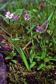 Attēlu rezultāti vaicājumam “Epilobium palustre”