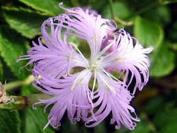 Image result for Dianthus superbus