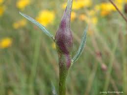 Attēlu rezultāti vaicājumam “Aulacidea hieracii”