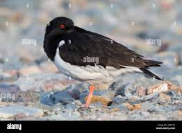 Attēlu rezultāti vaicājumam “Haematopus ostralegus adult”