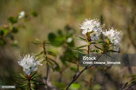 Attēlu rezultāti vaicājumam “Ledum palustre flower”