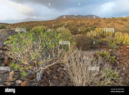 Attēlu rezultāti vaicājumam “Inula salicina leaf”
