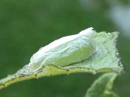 Attēlu rezultāti vaicājumam “Nycteola degenerana”