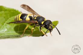 Attēlu rezultāti vaicājumam “Ancistrocerus sp. male”