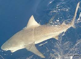 Image result for Carcharhinus leucas