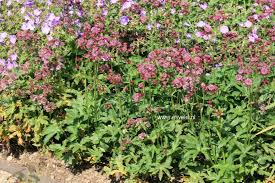 Image result for Astrantia majon `Abbey Road`