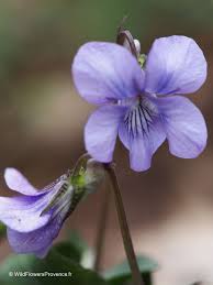 Attēlu rezultāti vaicājumam “Viola riviniana flower”