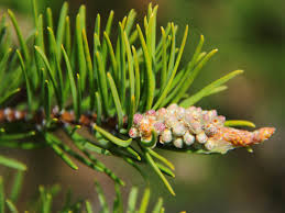Attēlu rezultāti vaicājumam “Pinus banksiana”
