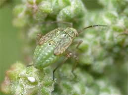 Attēlu rezultāti vaicājumam “Lygus nymph nymph”