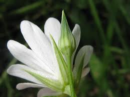 Attēlu rezultāti vaicājumam “Stellaria palustris”