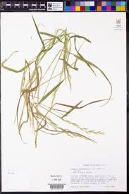 Attēlu rezultāti vaicājumam “Agrostis stolonifera subsp. straminea”