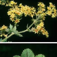 Attēlu rezultāti vaicājumam “Alchemilla subcrenata  flower”