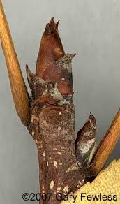 Attēlu rezultāti vaicājumam “Pyrus communis bud”