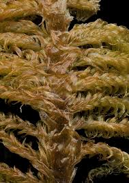 Attēlu rezultāti vaicājumam “Ptilium crista-castrensis”