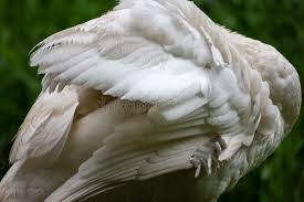 Attēlu rezultāti vaicājumam “Cygnus olor adult”