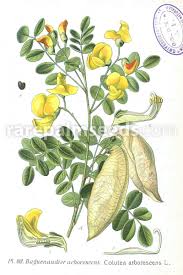 Image result for Colutea arborescens