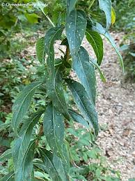 Attēlu rezultāti vaicājumam “Oenothera biennis leaf”