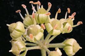 Attēlu rezultāti vaicājumam “Hedera helix  flower”