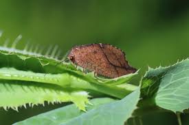 Attēlu rezultāti vaicājumam “Drepanepteryx phalaenoides”