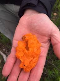 Attēlu rezultāti vaicājumam “Tremella mesenterica”