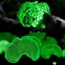 Attēlu rezultāti vaicājumam “Panellus stipticus”