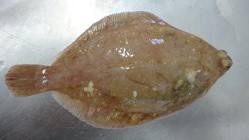 Image result for Microstomus kitt